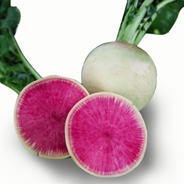 Kurabiye Turp (Radish)